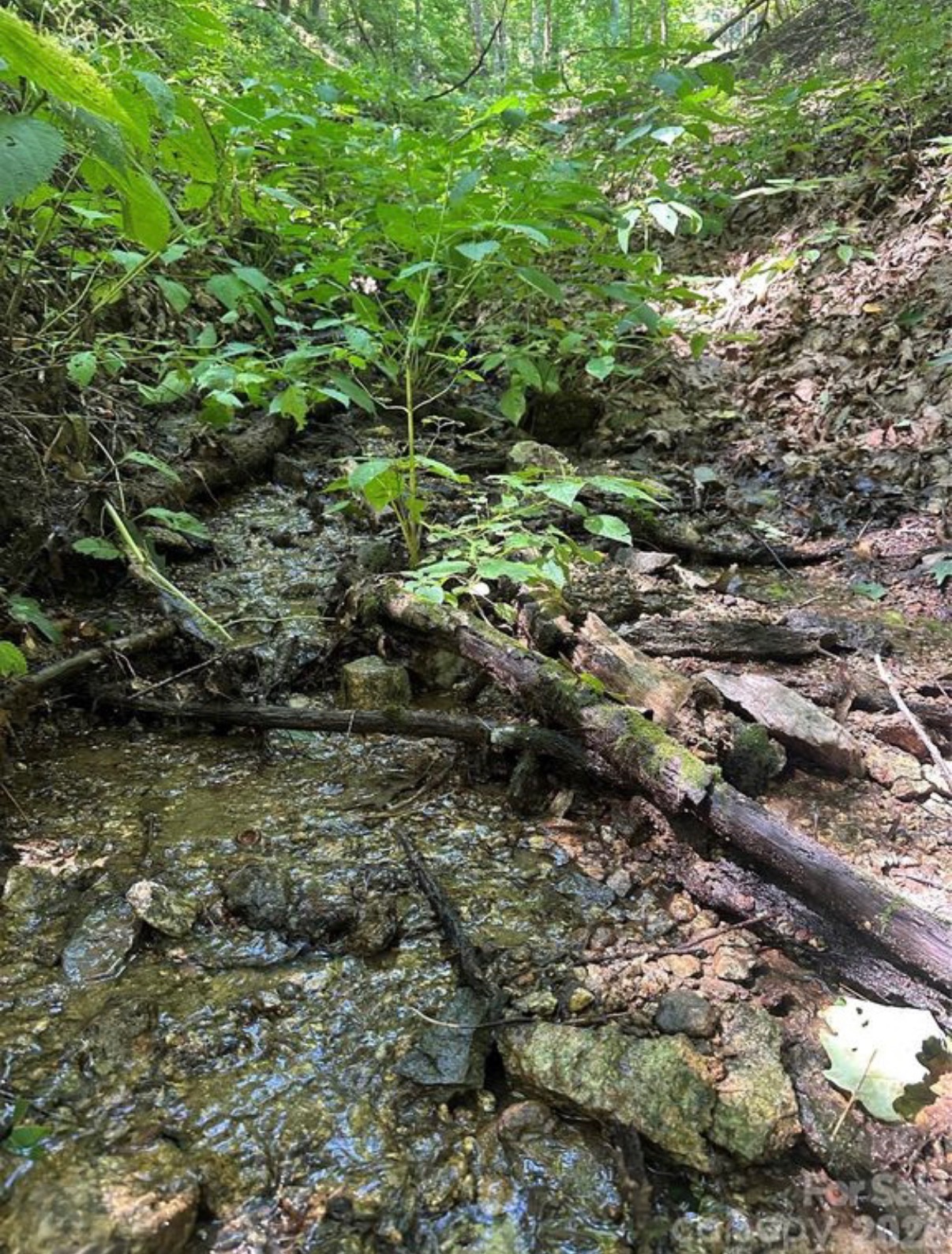 Creek on the Running Bear Road property in Hot Springs, North Carolina