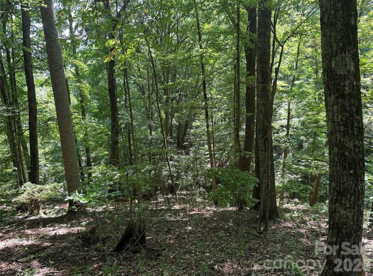 Wooded mountain terrain on the Running Bear Road property in Hot Springs, North Carolina