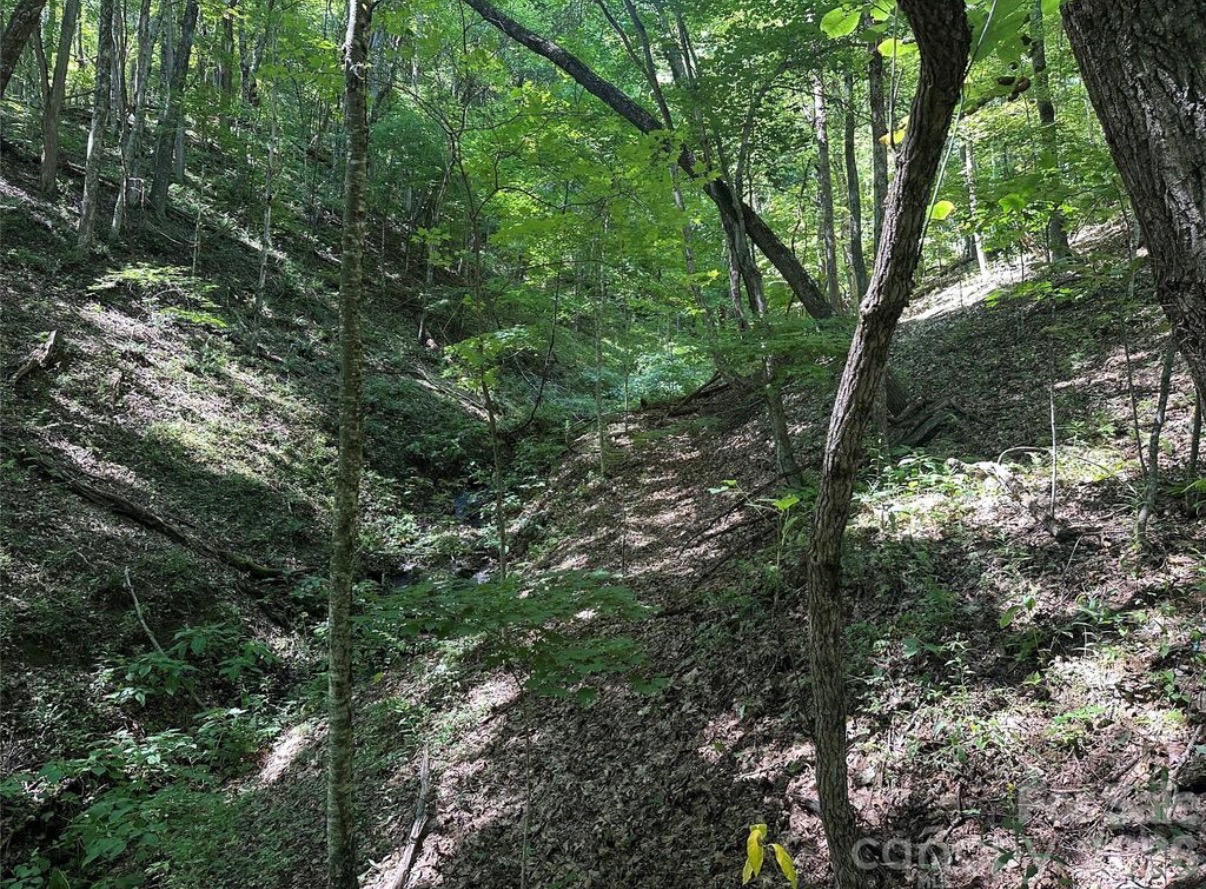Natural wooded ravine on the Running Bear Road property in Hot Springs, North Carolina