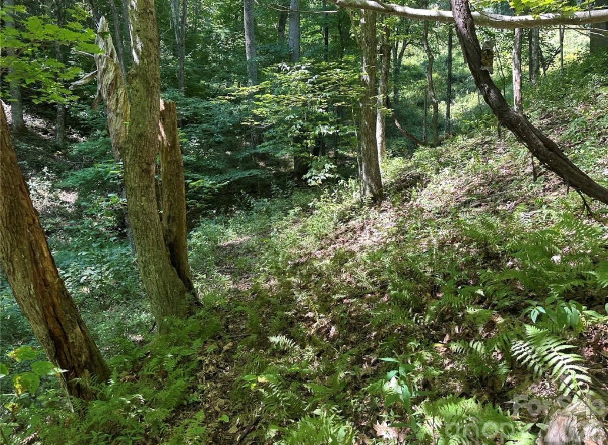 Wooded terrain on the Running Bear Road property in Hot Springs, North Carolina